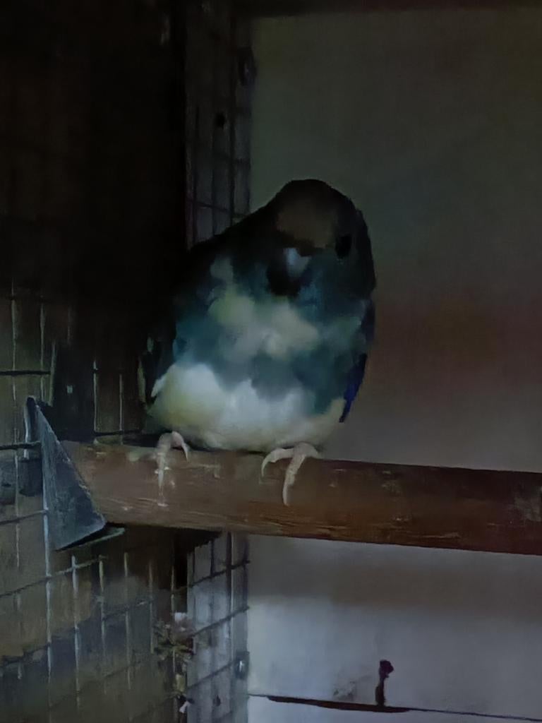 Kakariki man, Dieren en Toebehoren, Vogels | Parkieten en Papegaaien, Mannelijk, Parkiet, Geringd