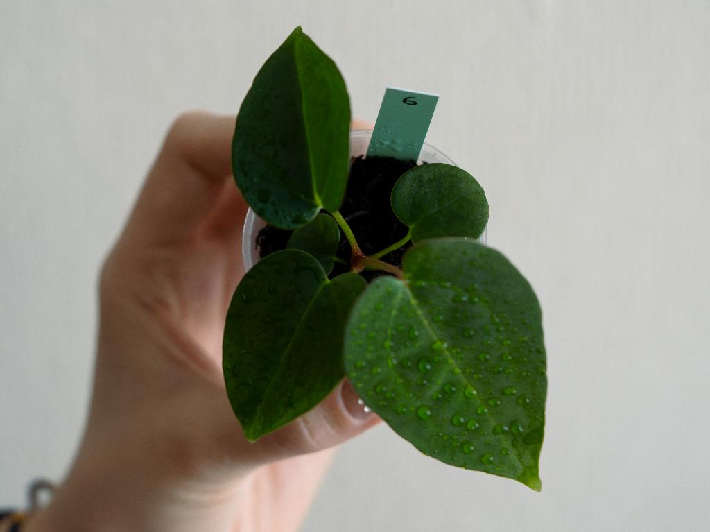 Anthurium Michelle x Papillilaminum zaailing #6, Overige soorten, Minder dan 100 cm, Groene kamerplant, Halfschaduw