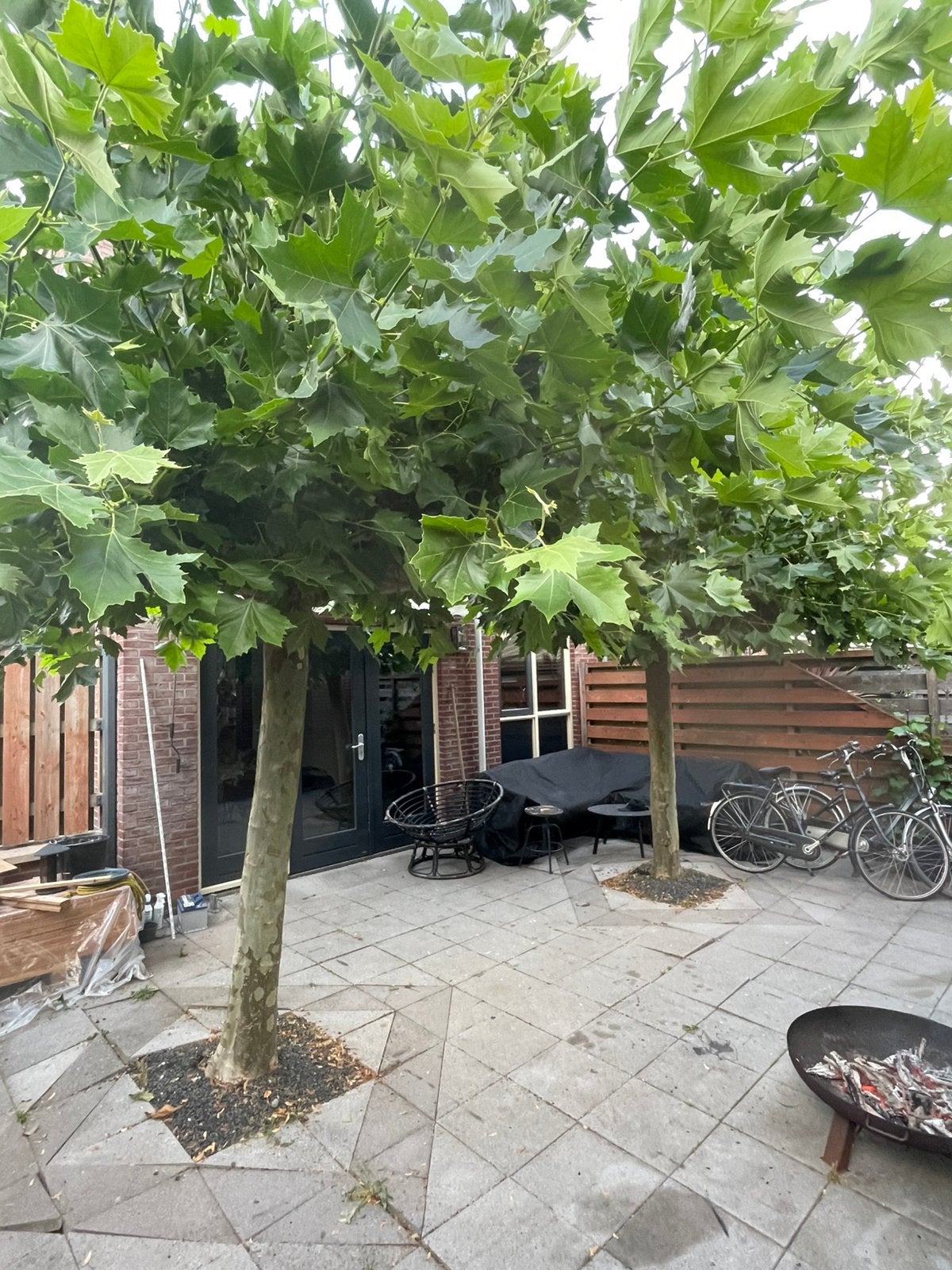 Volwassen dakplatanen 2 stuks, Ophalen, Volle zon, Overige soorten