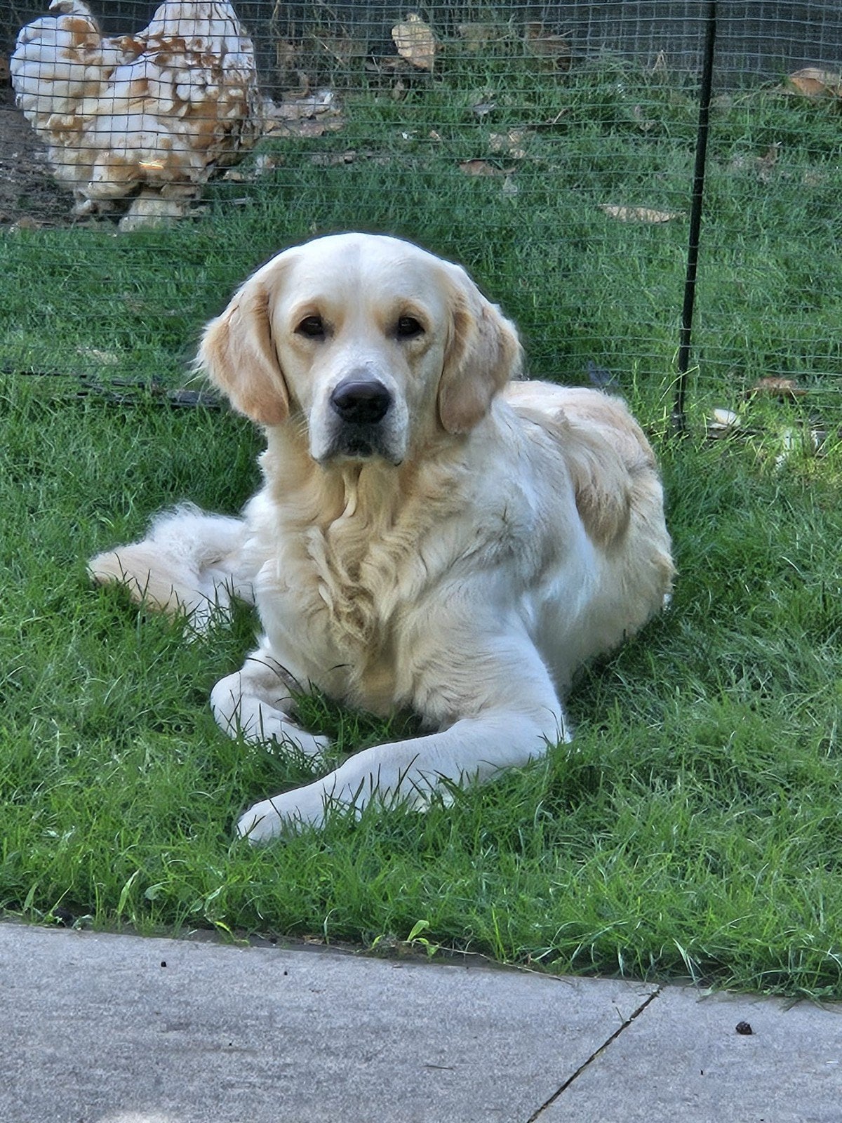 nestje Golden Retriever pups verwacht rond 8 nov., 8 tot 15 weken, CDV (hondenziekte), Meerdere dieren, Eén hond