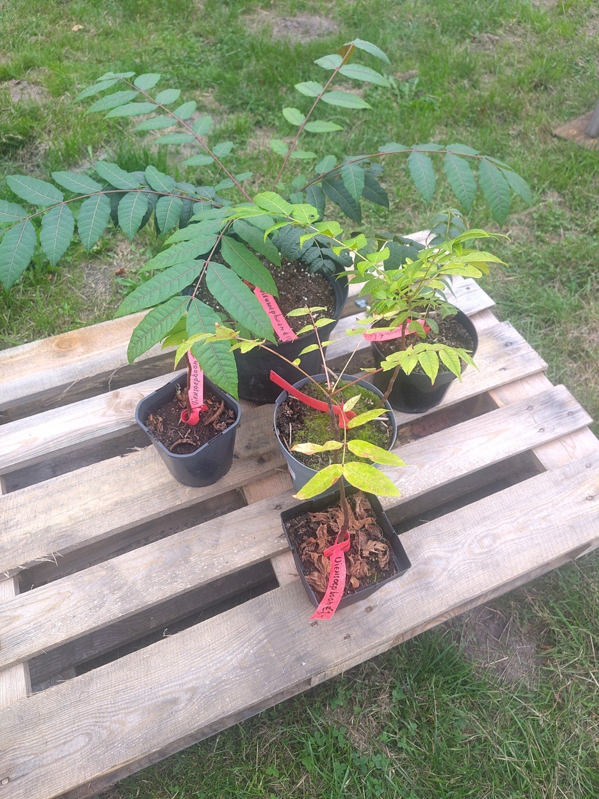 Uiensoep boompjes (Toona Sinensis), Ophalen, Volle zon, Overige soorten, Minder dan 100 cm