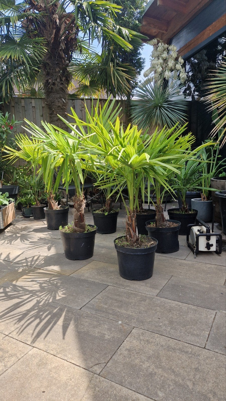Trachycarpus Fortunei Palmbomen - Nederlandse buiten Kweek, Ophalen, Overige soorten, Volle zon