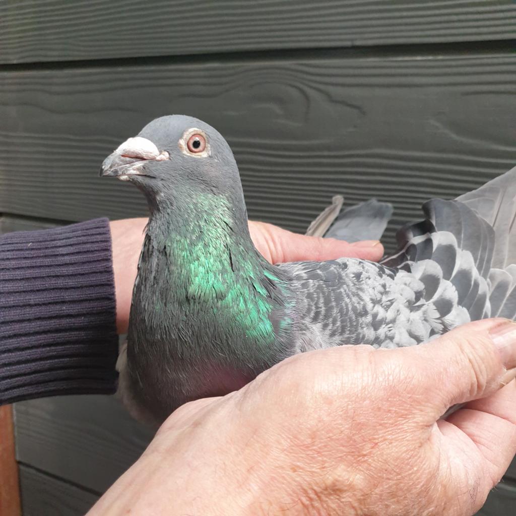 POSTDUIVEN PRACHT DOFFER COMB R.& S. FOKKINGA - ELZINGA, Dieren en Toebehoren, Vogels | Duiven, Mannelijk, Postduif