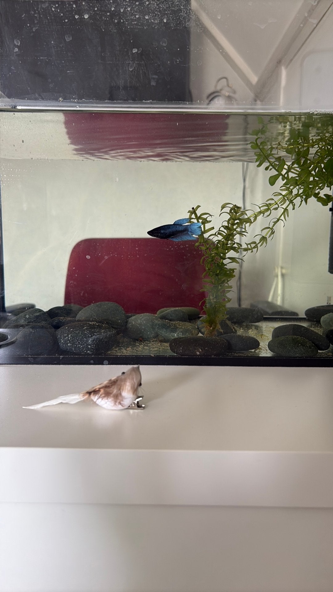 Betta vrouwtje vis, Dieren en Toebehoren, Ophalen, Zo goed als nieuw, Leeg aquarium