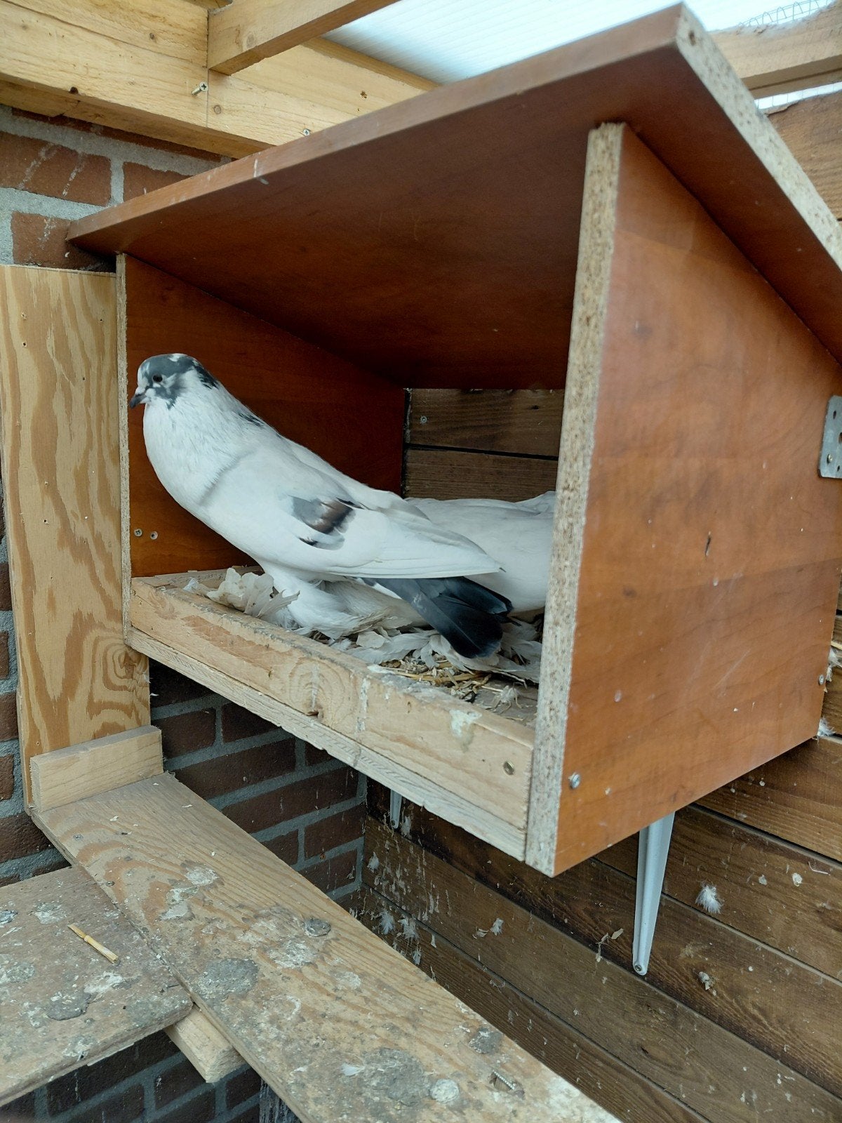 te koop twee koppels Hollandse kroppers, Dieren en Toebehoren, Meerdere dieren