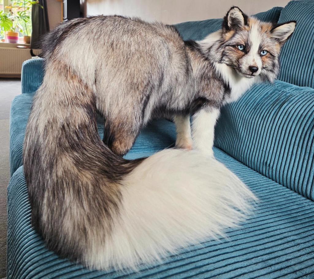 Softmount taxidermie vos, Verzamelen, Dierenverzamelingen, Ophalen of Verzenden, Wild dier, Opgezet dier