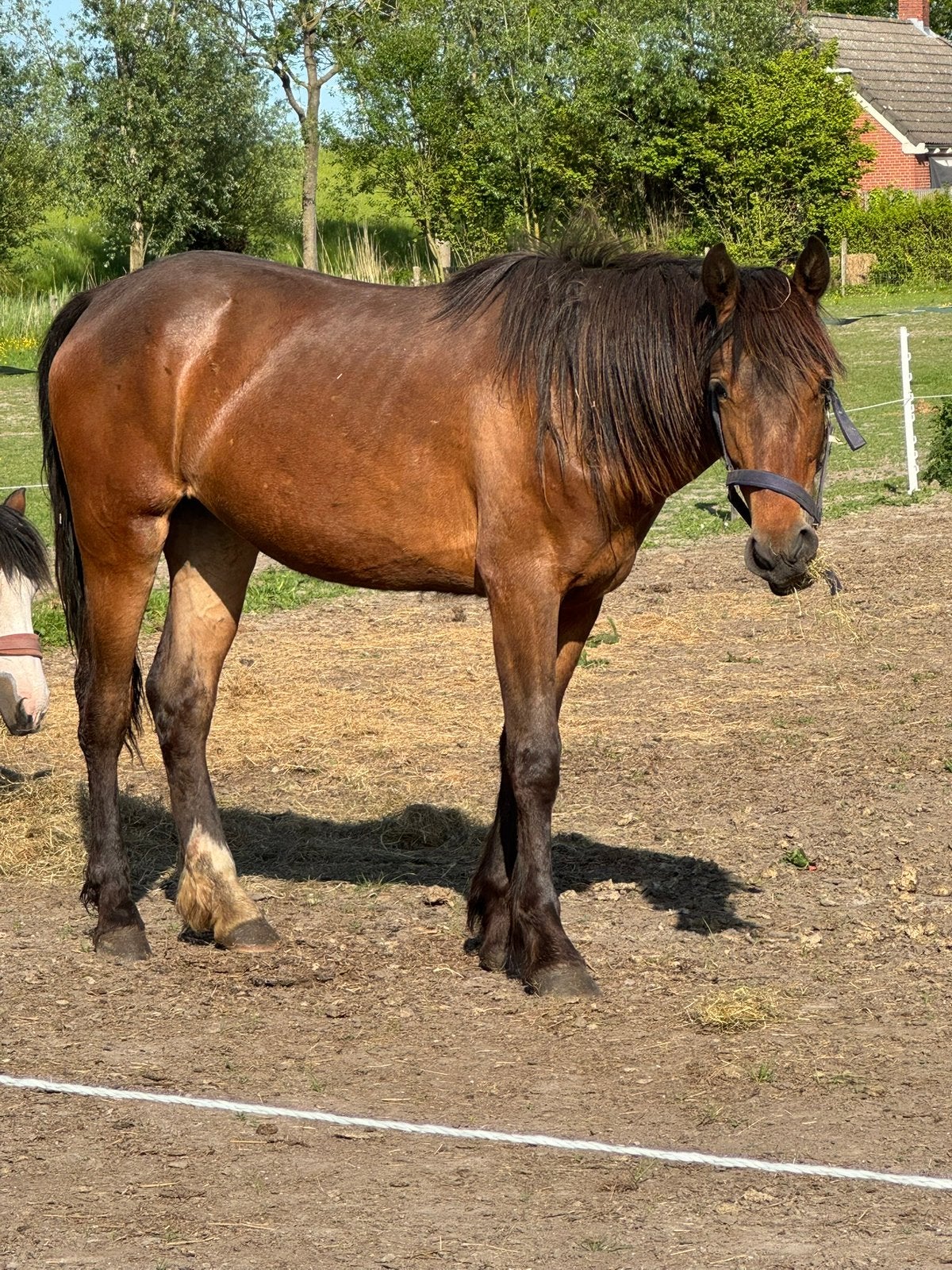 KWPN X Fries 2jaar merrie nu al 155cm, Dieren en Toebehoren, Pony's, 3 tot 6 jaar, Gechipt, Onbeleerd, Recreatiepony