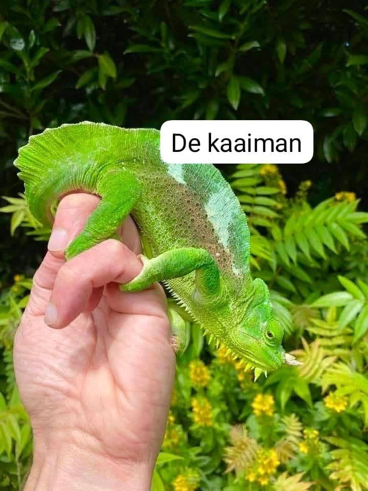 trioceros quadricornis - vierhoornkameleon Chameleon - male for sale from De Kaaiman