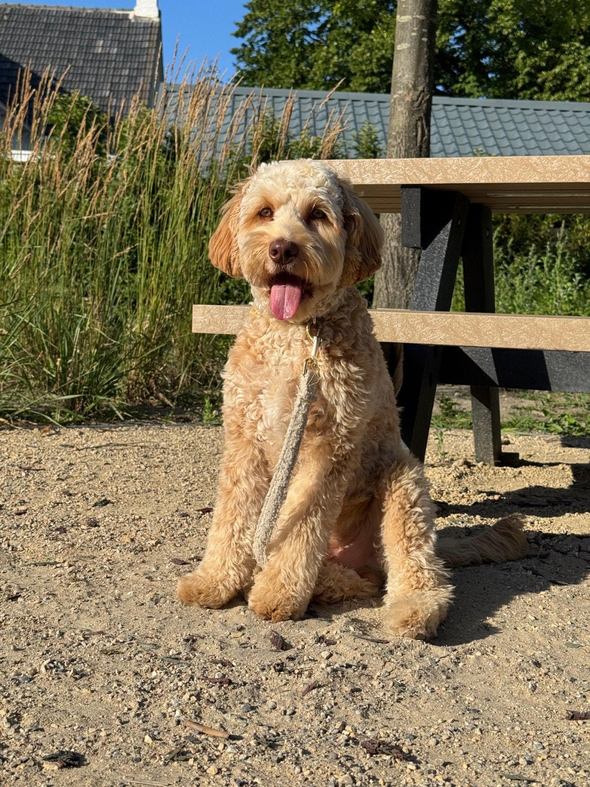 Australian labradoodle, 15 weken tot 1 jaar, CDV (hondenziekte), Eén hond, Nederland