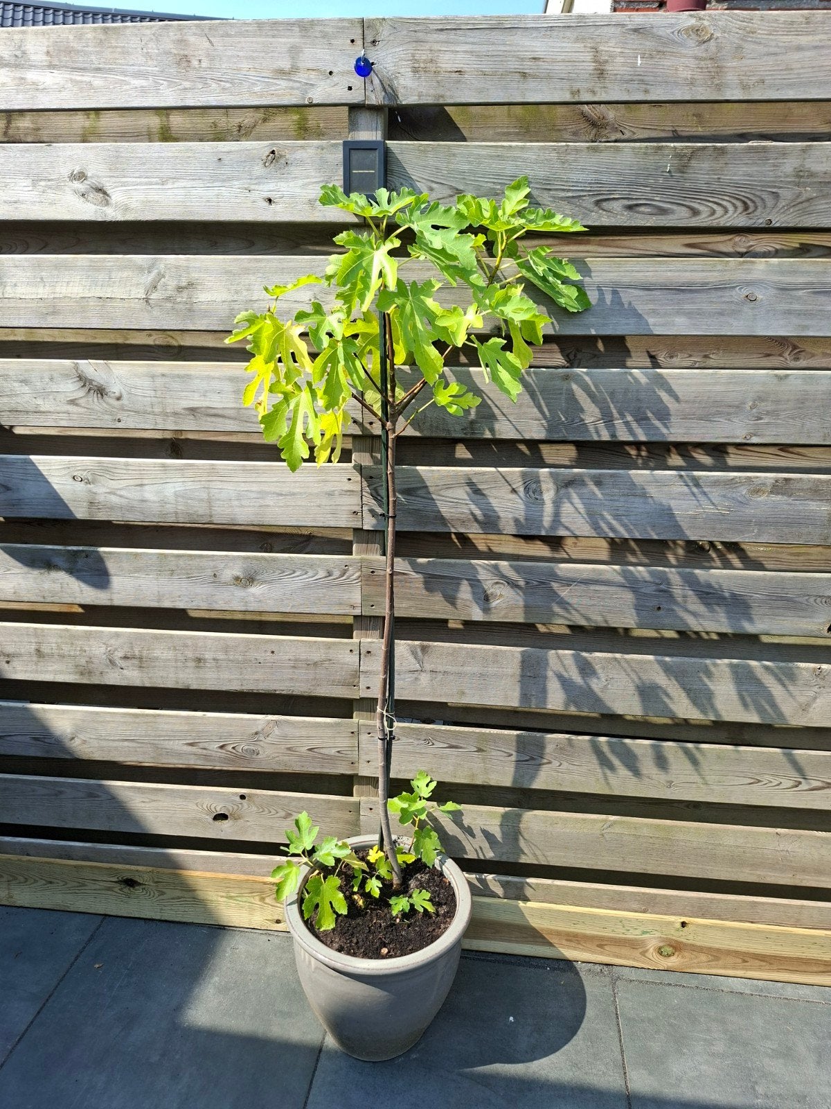 vijgenboom, Tuin en Terras, Bloeit niet, Overige soorten, 100 tot 250 cm, Ophalen