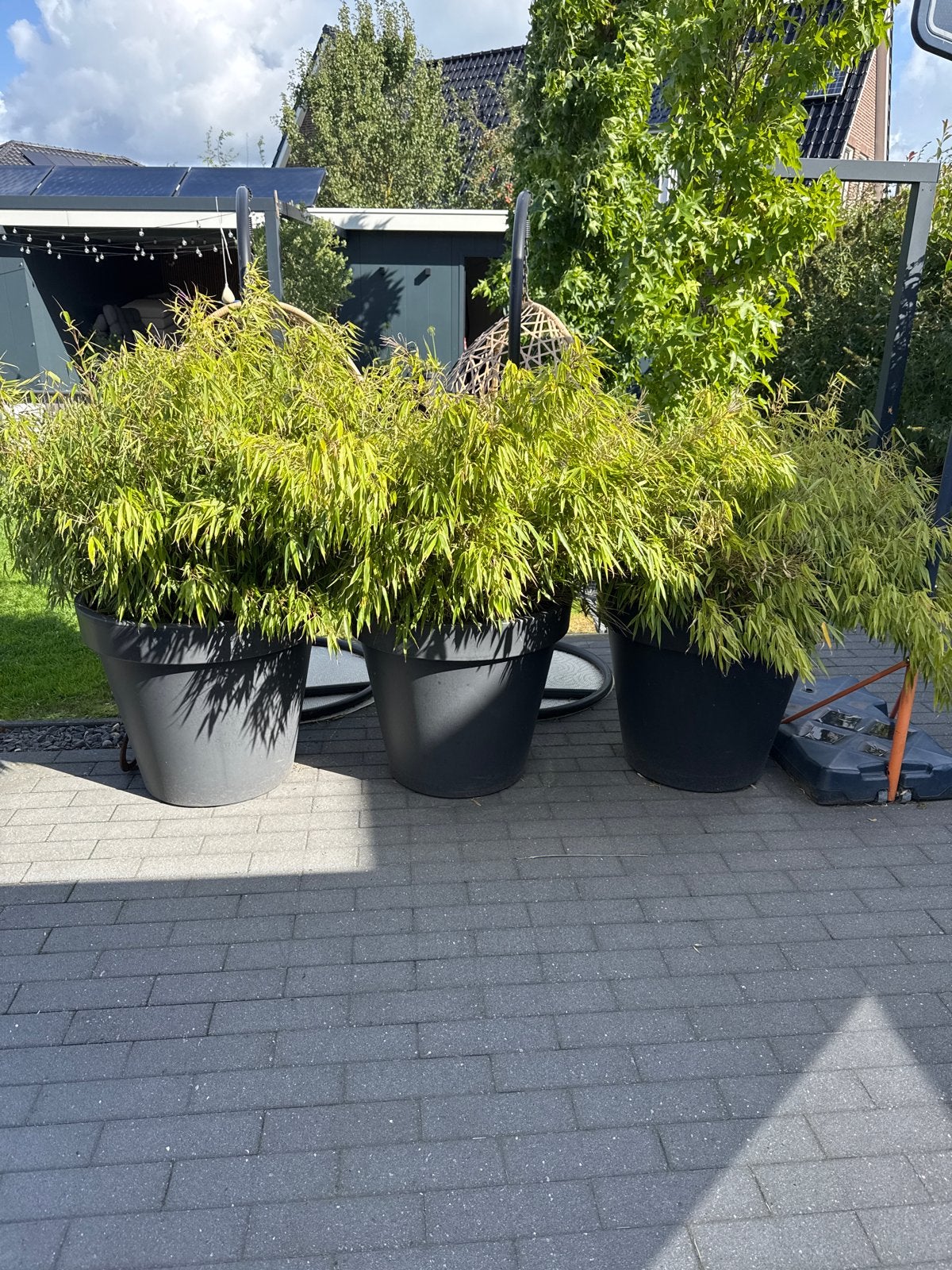 Grote (niet woekerende )bamboe planten eventueel in pot, Tuin en Terras, Overige soorten, Volle zon, Vaste plant, Ophalen of Verzenden