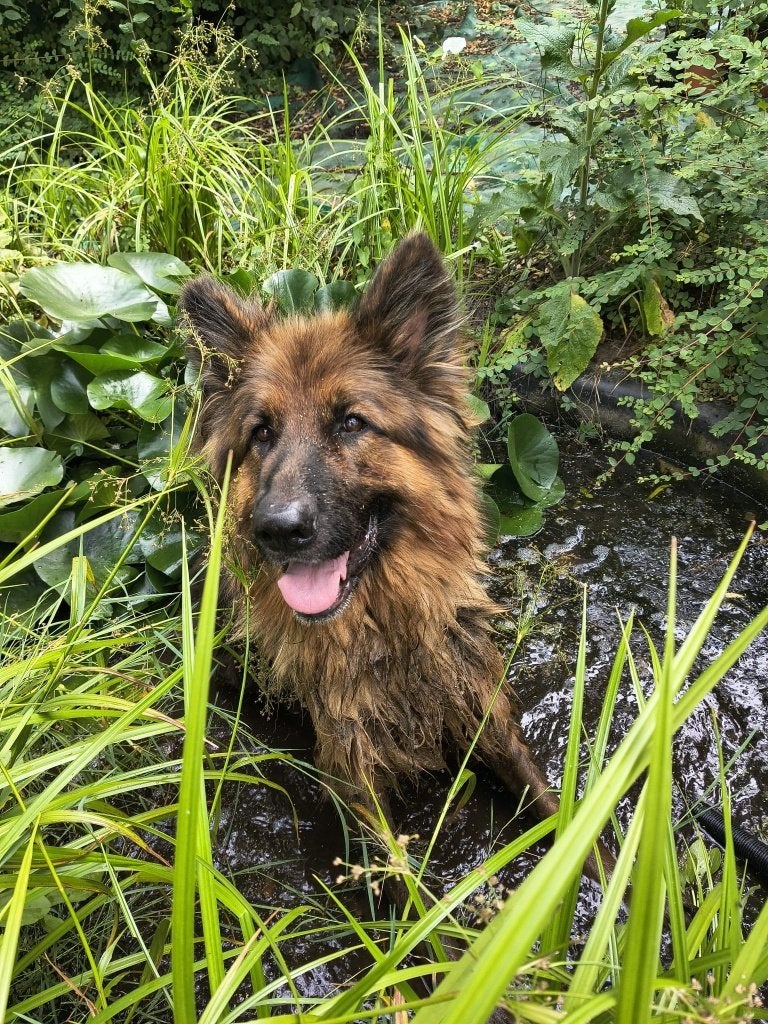 duitse herder, Dieren en Toebehoren, Honden | Herdershonden en Veedrijvers, Reu, Eén hond, 3 tot 5 jaar, Herder