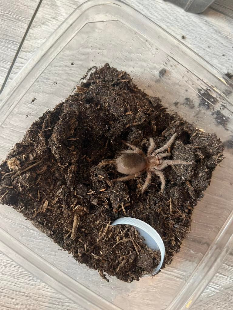 Grammostola pulchra juveniel, Dieren en Toebehoren