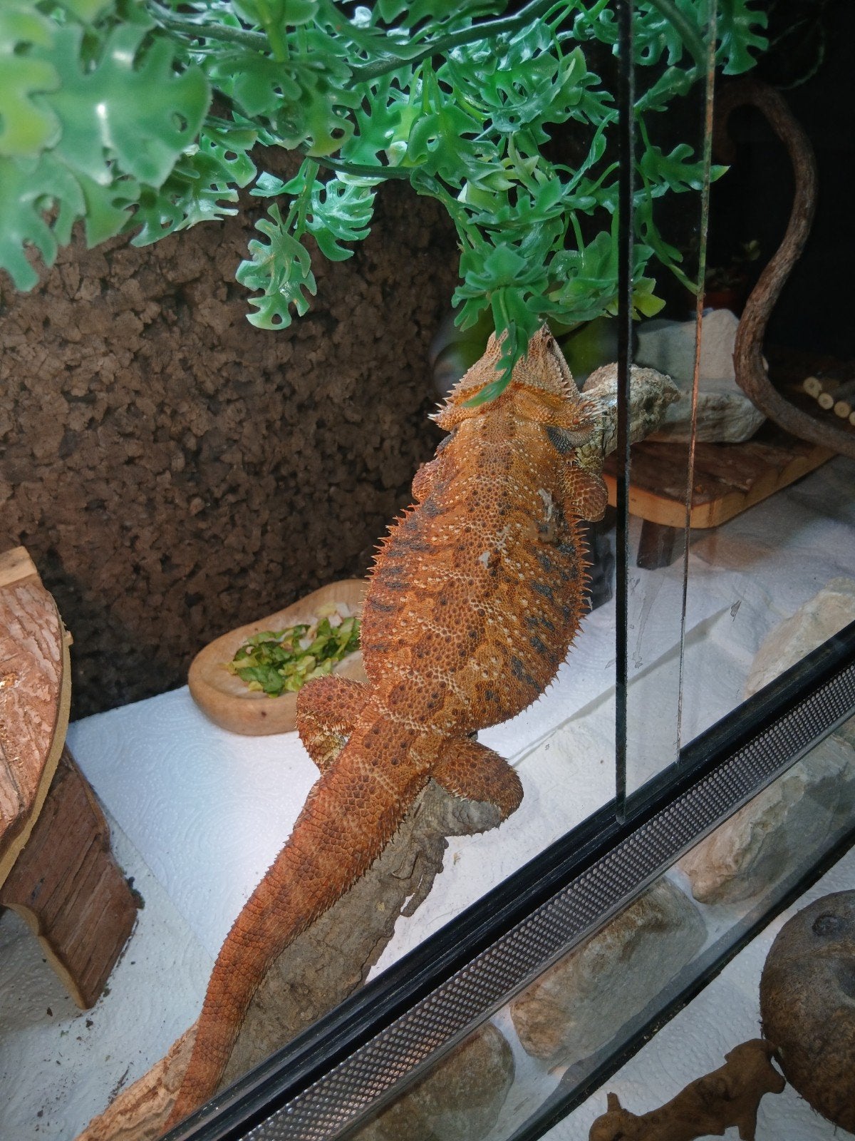 Baardagaam oranje Bearded Dragon photo 6