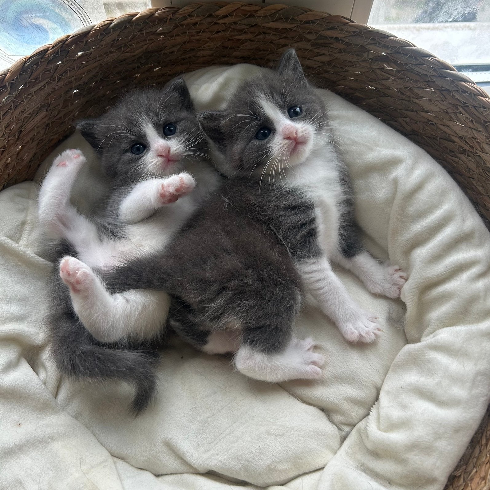 Kittens mix Ragdoll long hair and British short hair, Dieren en Toebehoren, Meerdere dieren