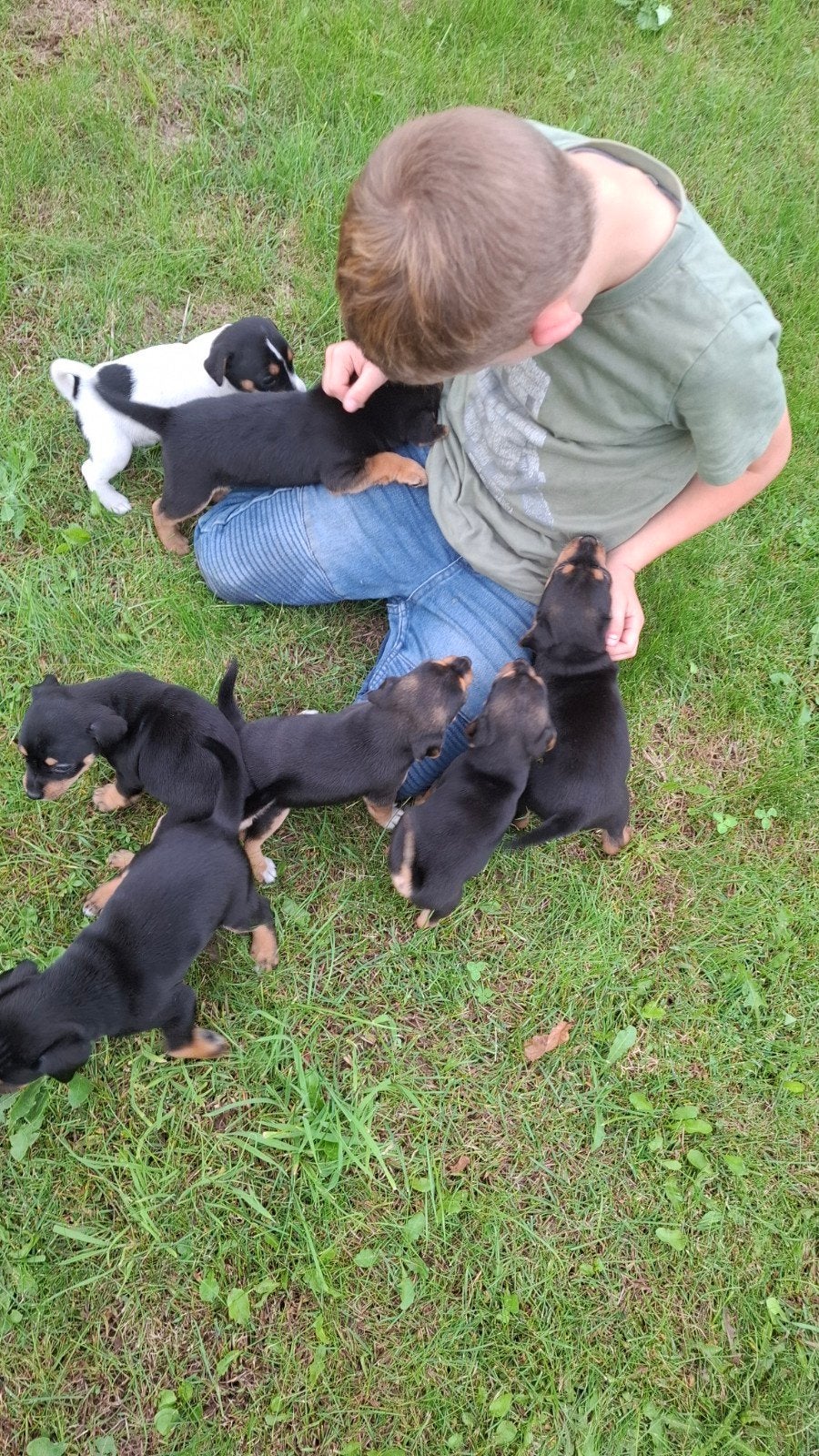 Prachtige Boerenfox puppies, Parvo, Overige rassen, 8 tot 15 weken, Meerdere
