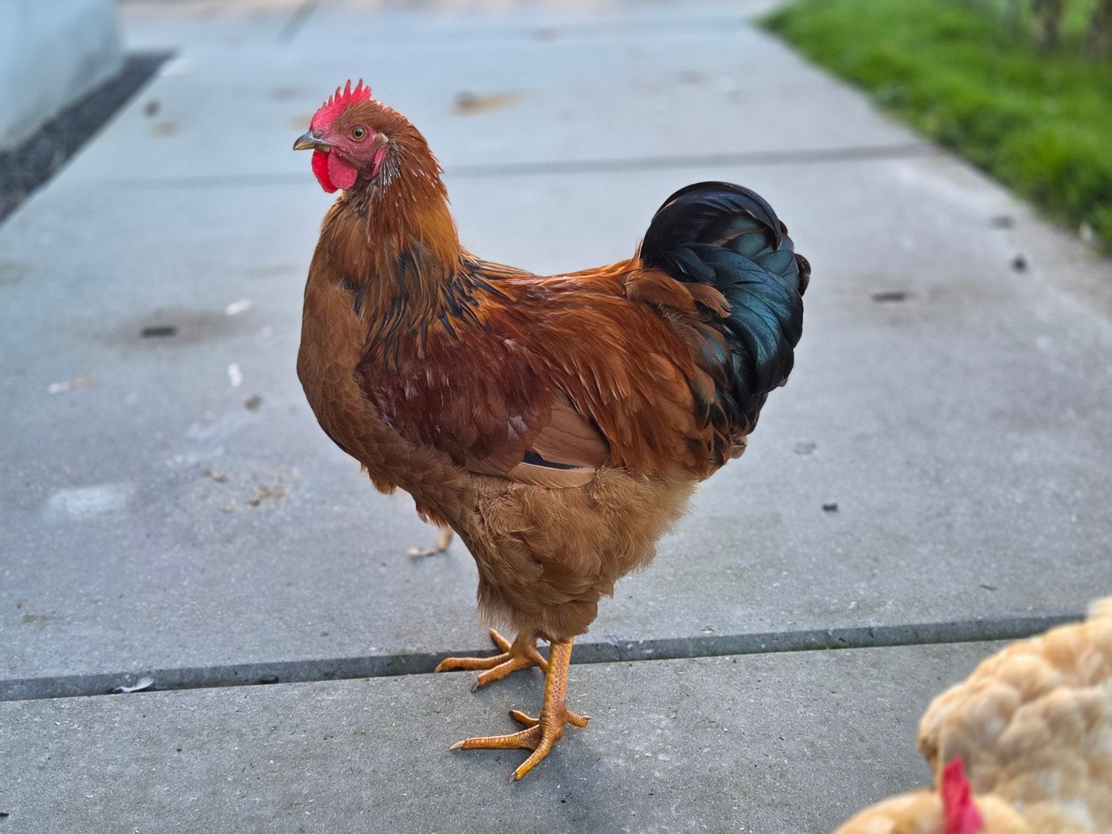 haan Orpington, Dieren en Toebehoren, Mannelijk, Kip