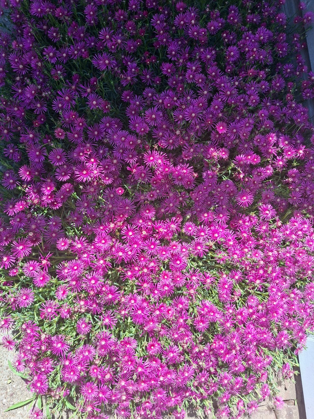 Stekjes vetplant, Ophalen of Verzenden, Overige soorten, Volle zon