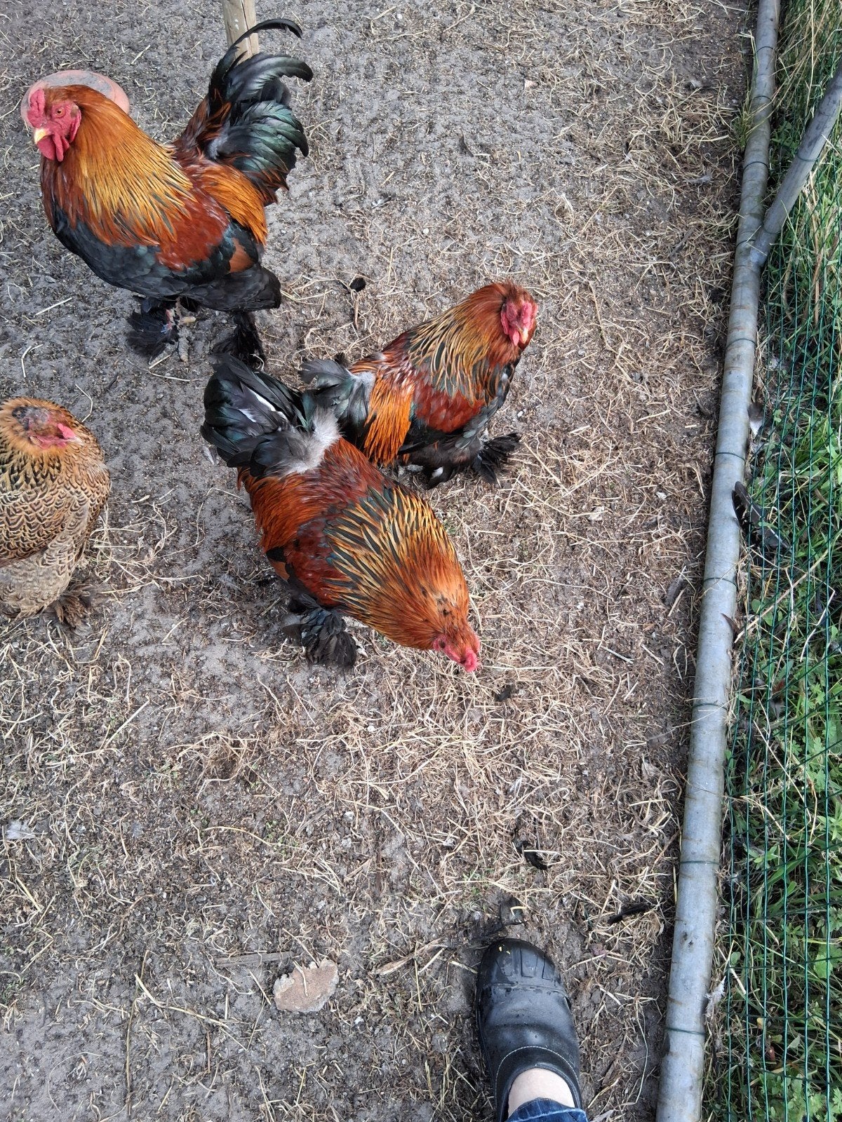 Brahma Kriel Meerzomig Patrijs GRATIS, Dieren en Toebehoren, Pluimvee, Mannelijk, Kip