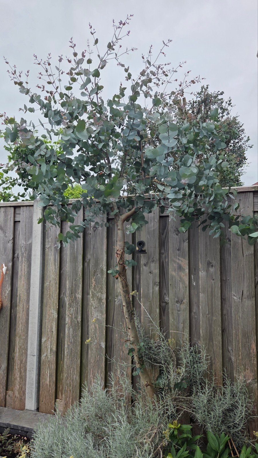 Eucalyptus boom (zelf uitgraven), Ophalen, Overige soorten
