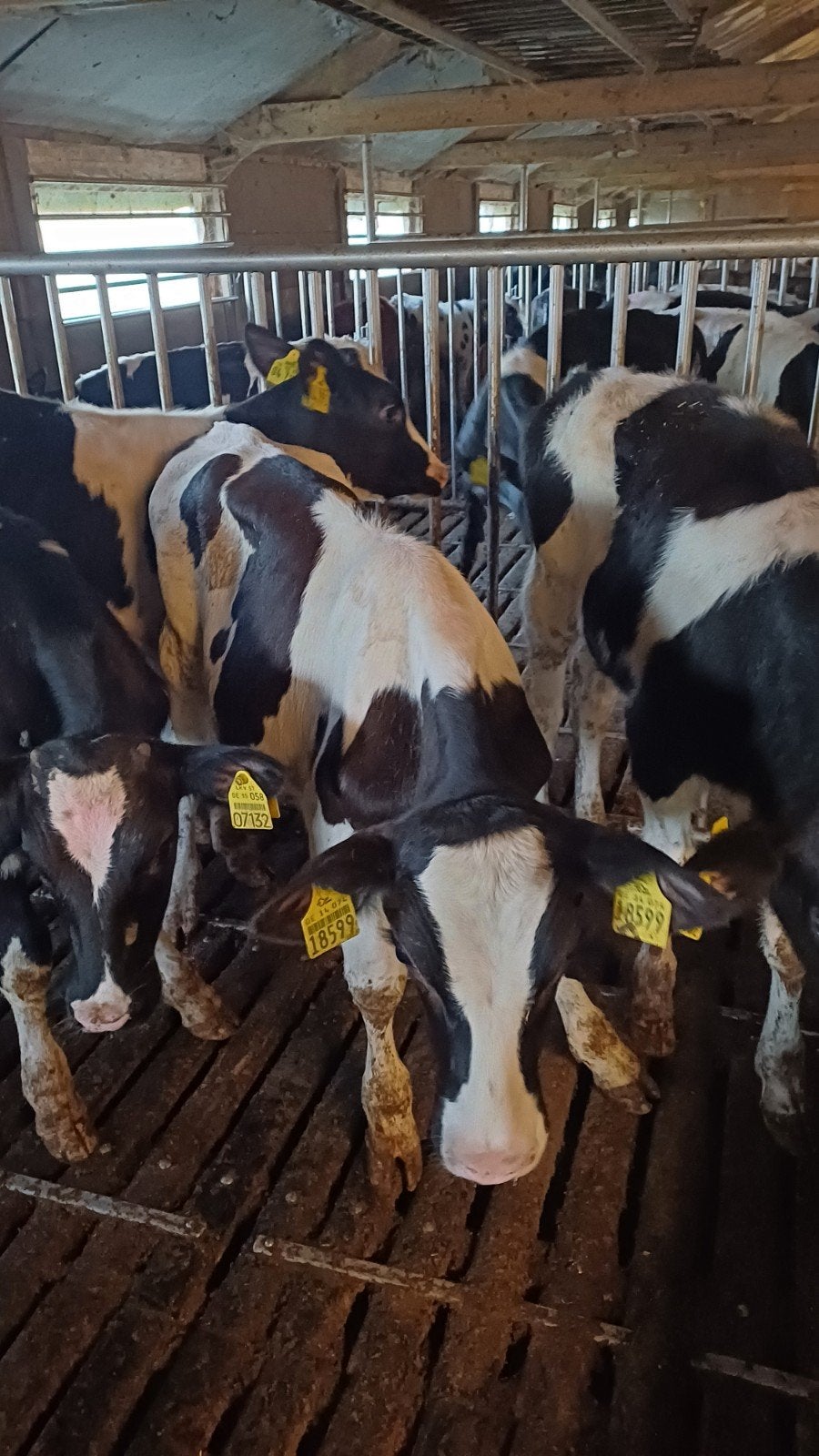 16 mooie zwarte stieren, Dieren en Toebehoren, Mannelijk, 0 tot 2 jaar