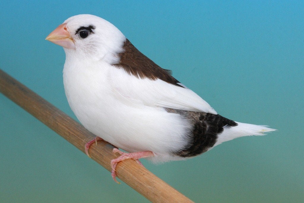 Gezocht : bonte japanse meeuwen, Meerdere dieren