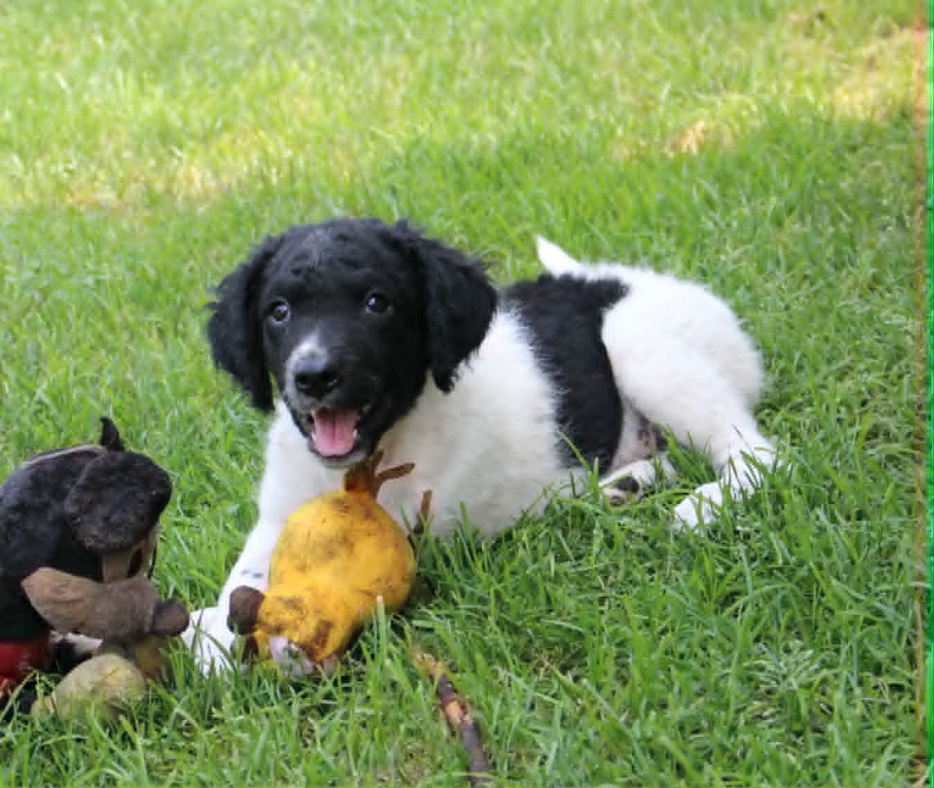 Te koop prachtige nestje Friese stabij puppy's
Teefjes, Parvo, Overige rassen, 8 tot 15 weken, Meerdere