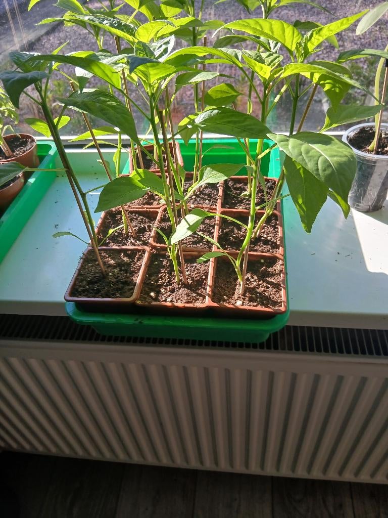biologische rode peper planten, Tuin en Terras, Planten | Tuinplanten, Ophalen, Eenjarig, Groenteplanten, Volle zon