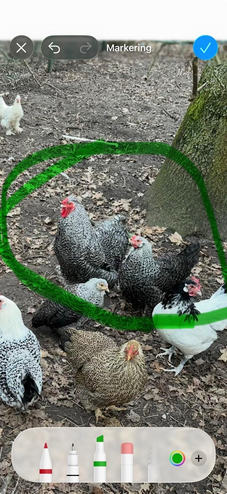Haan en Hen, Meerdere dieren, Kip