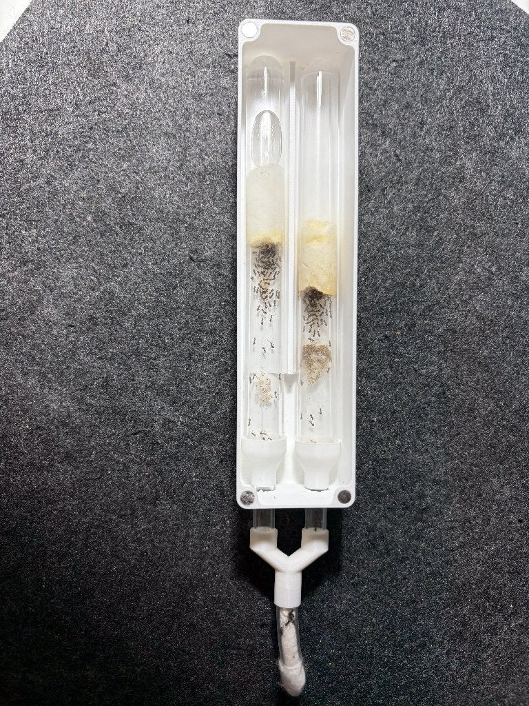 Lasius niger kolonie 100 werksters + buizenhouder, Dieren en Toebehoren, Mieren