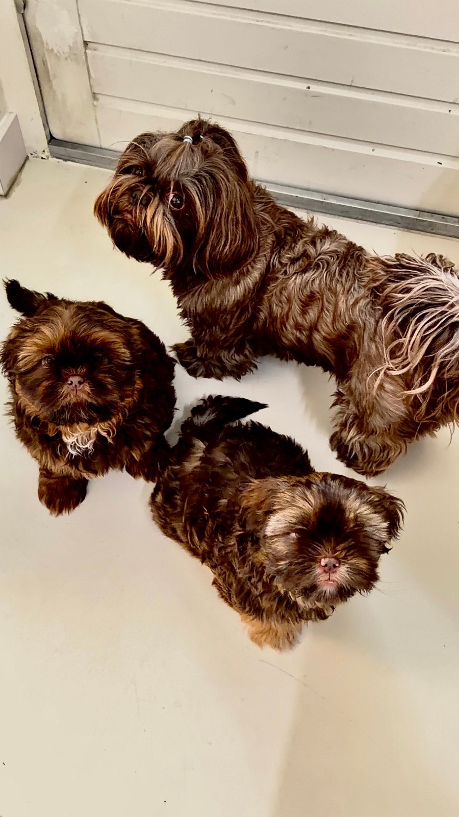 Prachtige Chocolade liver-gen Shih-Tzu pups Yoko & Yoshi, Dieren en Toebehoren, Parvo, Overige rassen, 8 tot 15 weken, Meerdere