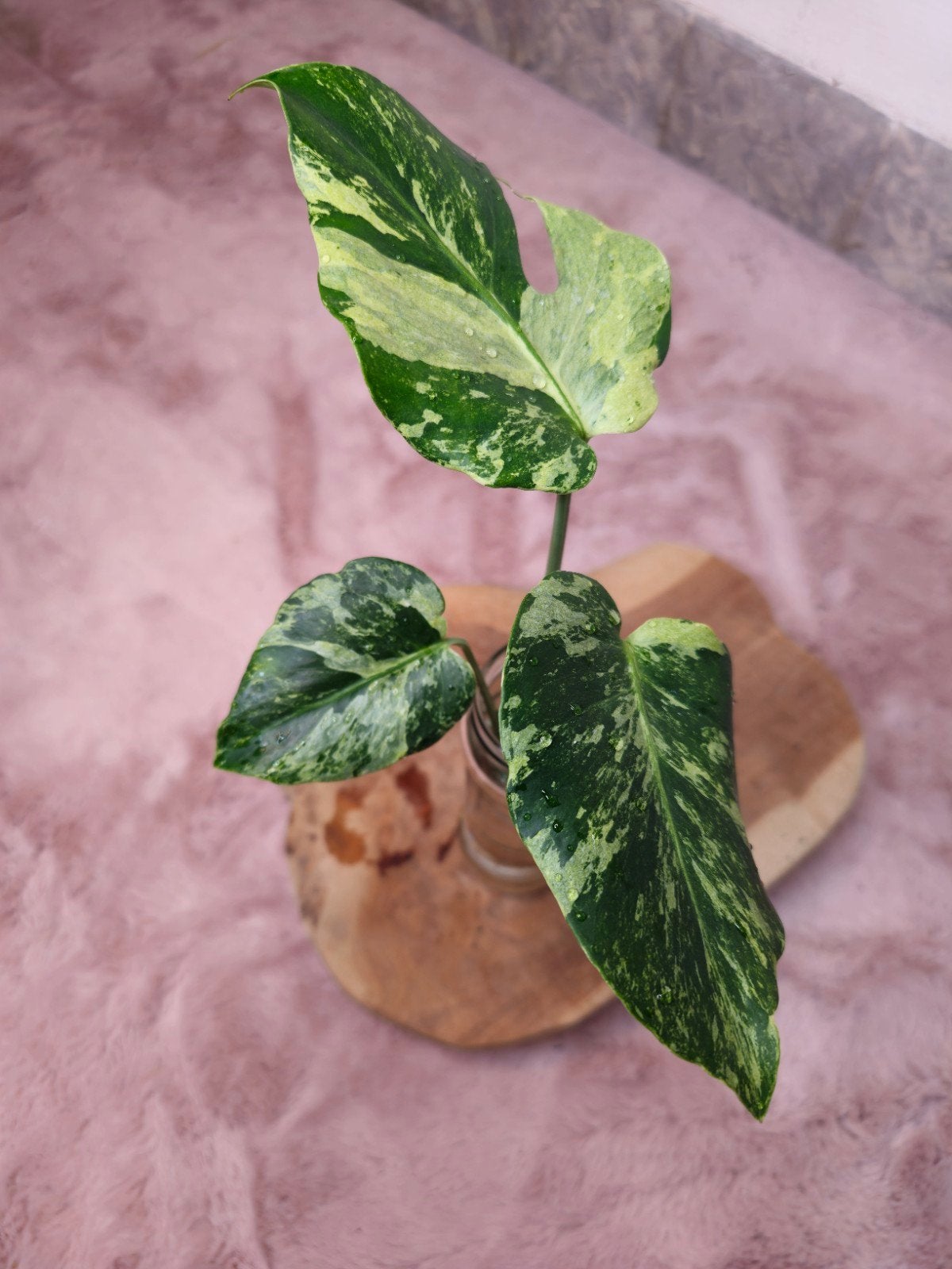 Monstera Oceana Mint, Overige soorten, Vaste plant, Ophalen of Verzenden, Bloeit niet
