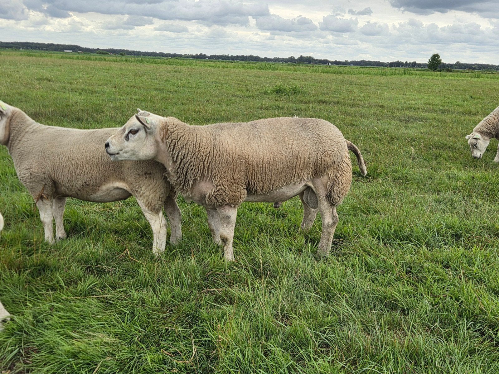 Britse Texelaar Stamboek ram., Mannelijk, Schaap