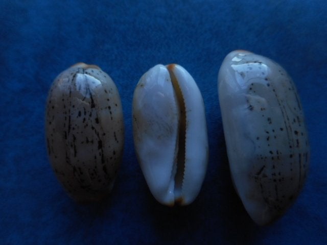 Schelpen: Cypraea isabella controversa Gray gem 17-23mm+, Ophalen of Verzenden, Schelp(en)