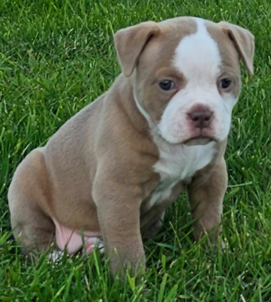 Prachtige Old English Bulldog pup teefje, 8 tot 15 weken, Teef, Bulldog, Meerdere