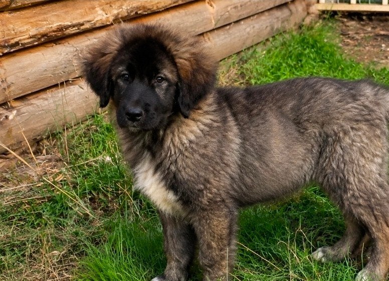 caucasian Ovcharka teefje pup (goed lezen aub), Particulier, 15 weken tot 1 jaar, Buitenland, Teef
