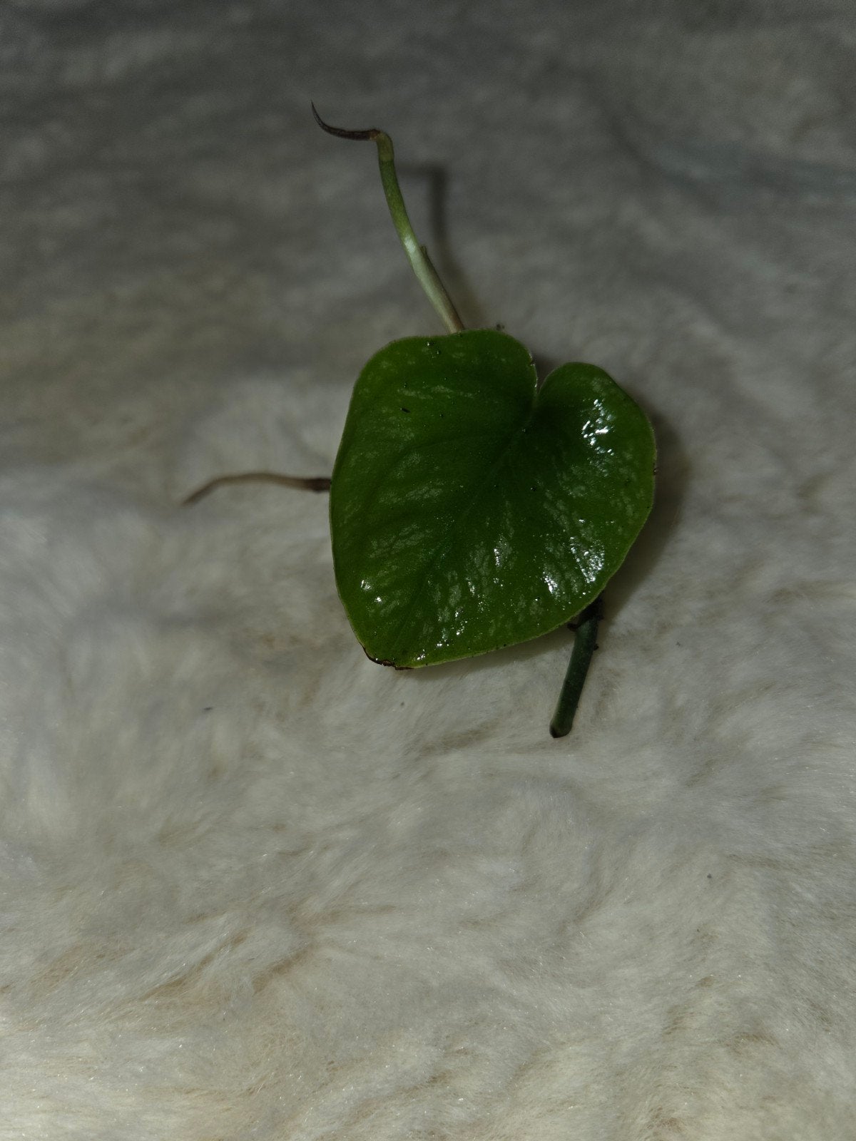 Gewortelde Monstera Dubia stek - Unieke klimplant, Vaste plant, Ophalen of Verzenden, Bloeit niet, Halfschaduw