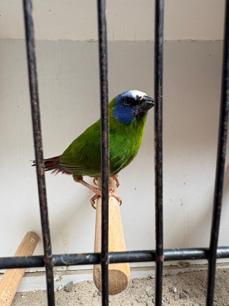 Driekleur papegaai amedine man, Dieren en Toebehoren, Vogels | Overige Vogels, Mannelijk