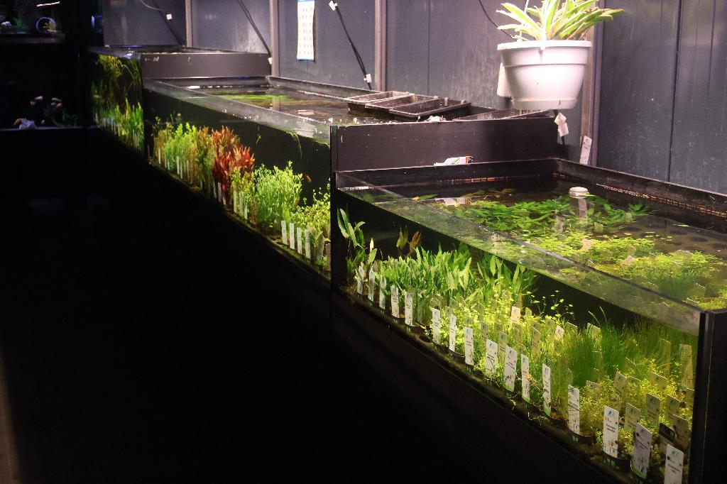 aquariumplanten op voorraad - vanaf 2,99 euro, Dieren en Toebehoren, Vissen | Aquaria en Toebehoren, Plant(en), Steen of Hout