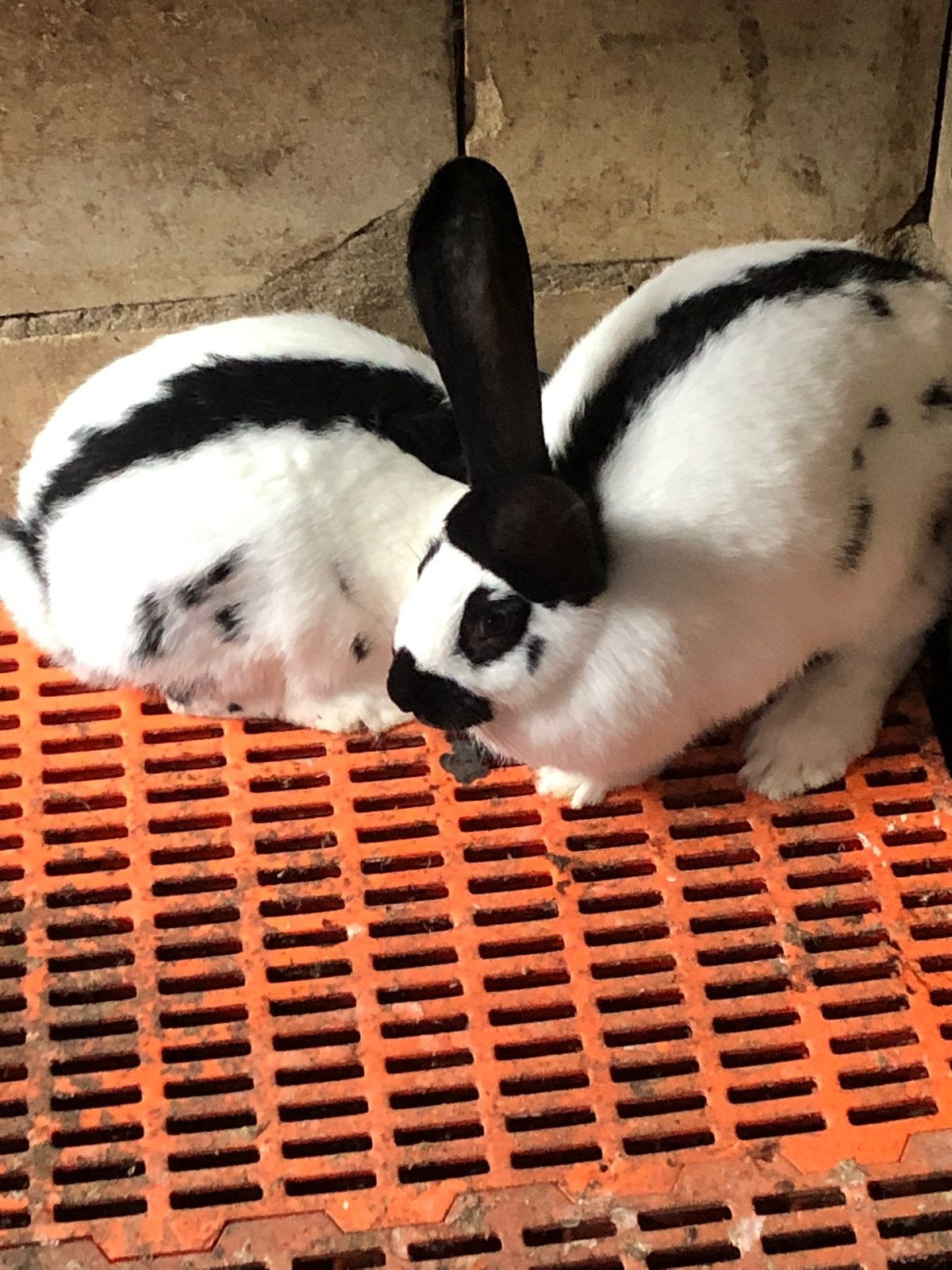 Lotharinger konijnen groot, Dieren en Toebehoren, Konijnen, Vrouwelijk, Groot, 0 tot 2 jaar