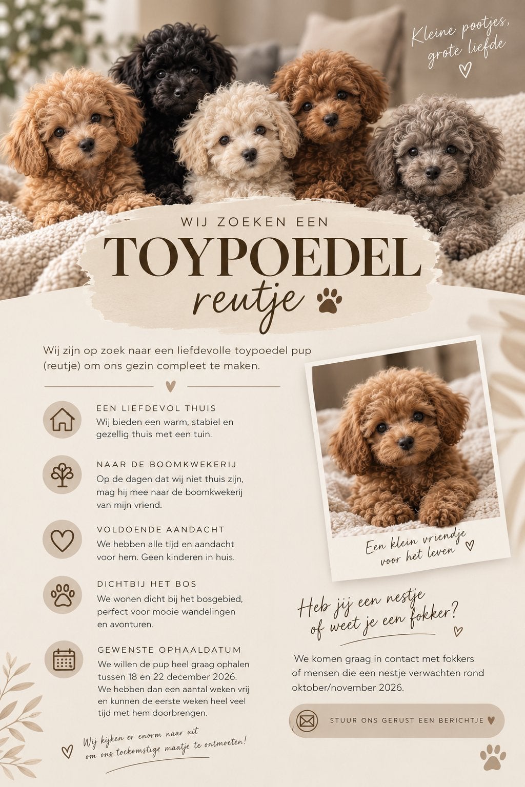 GEZOCHT toy poedel reutje, Dieren en Toebehoren, Poedel, Reu, 8 tot 15 weken, Eén hond