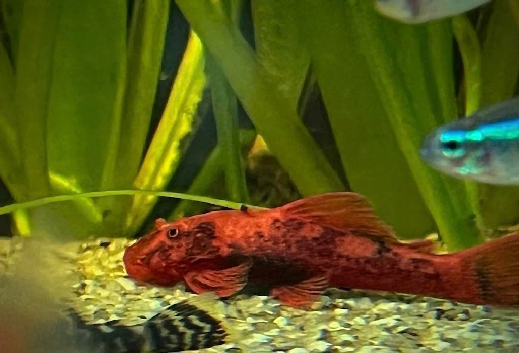 Verschillende L-soorten AANBIEDING!, Dieren en Toebehoren, Vissen | Aquariumvissen, Vis