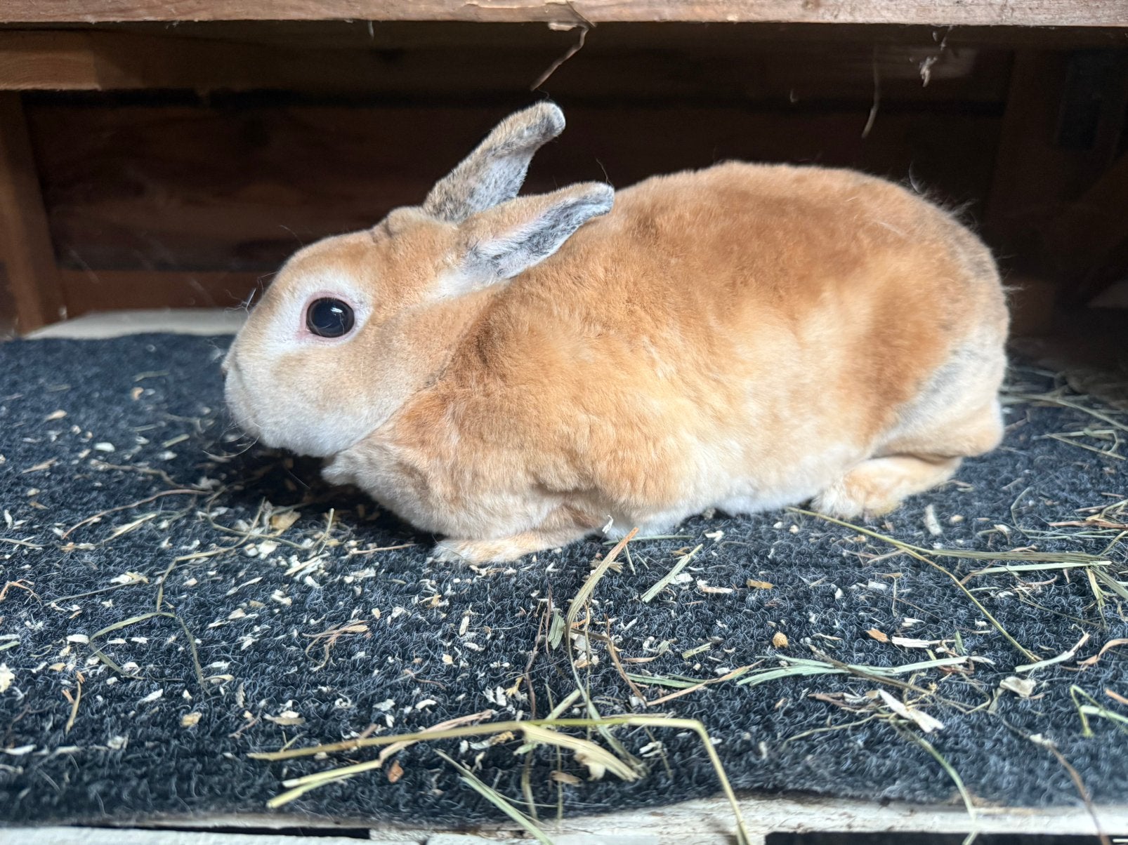 Rex dwerg voedster, Dieren en Toebehoren, Meerdere dieren, Dwerg