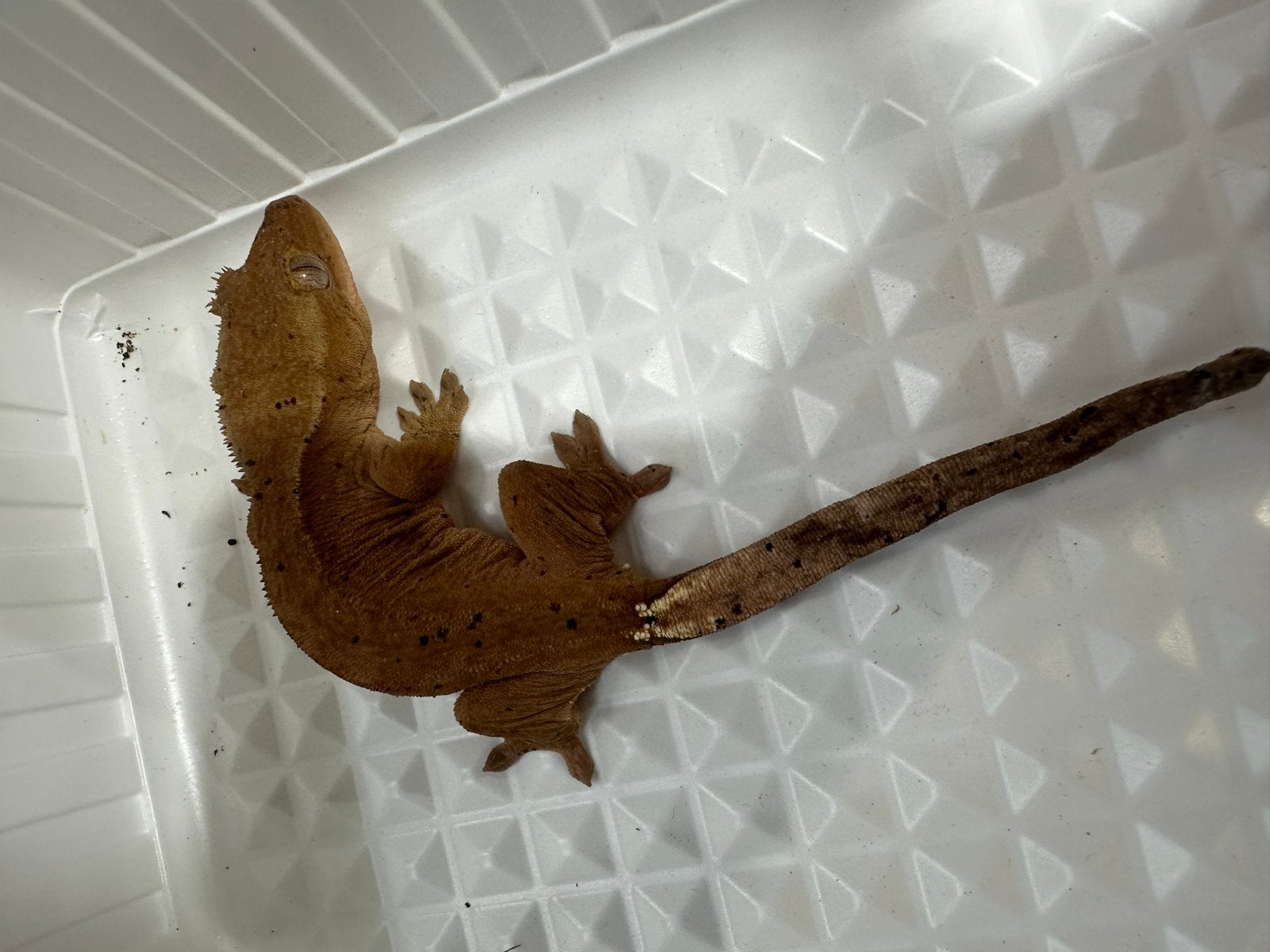 Wimpergekko's Crested Gecko photo 2