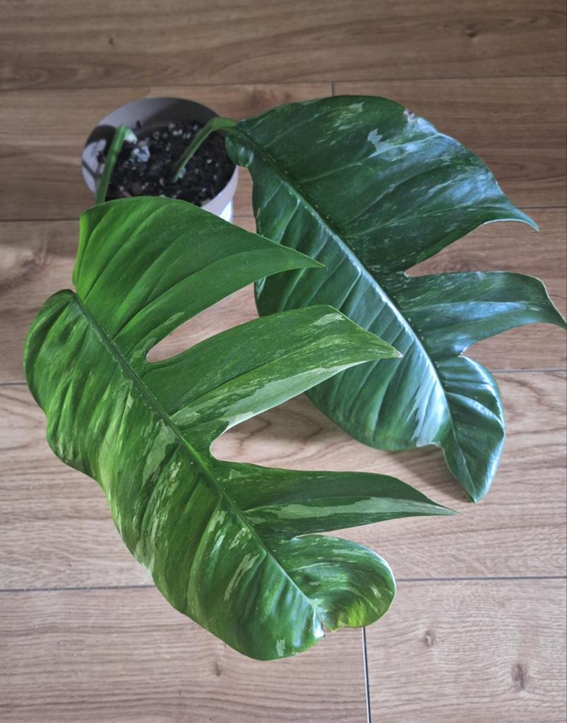 Epipremnum pinnatum variegata, Ophalen, Halfschaduw, Minder dan 100 cm