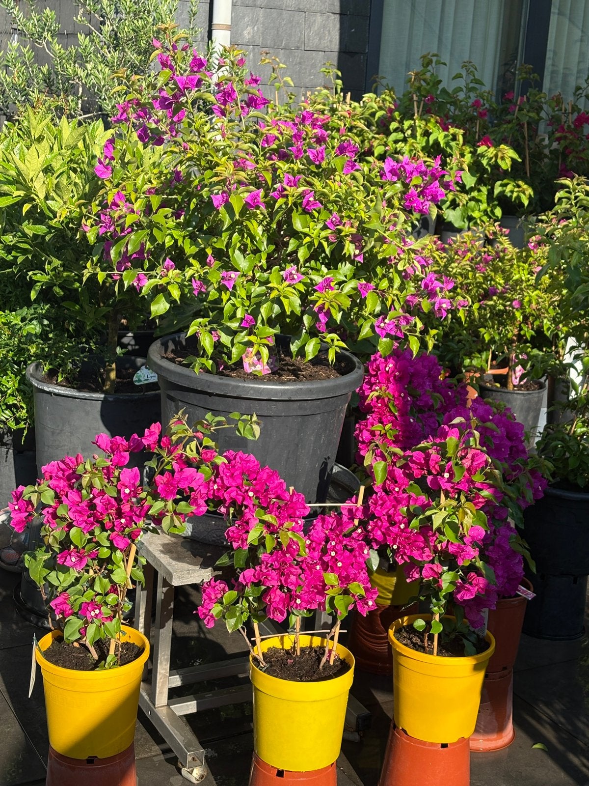 Aangeboden laatste 2 bougainvillea’s op rek in pot !!!, Tuin en Terras, Volle zon, Vaste plant, Zomer, Ophalen