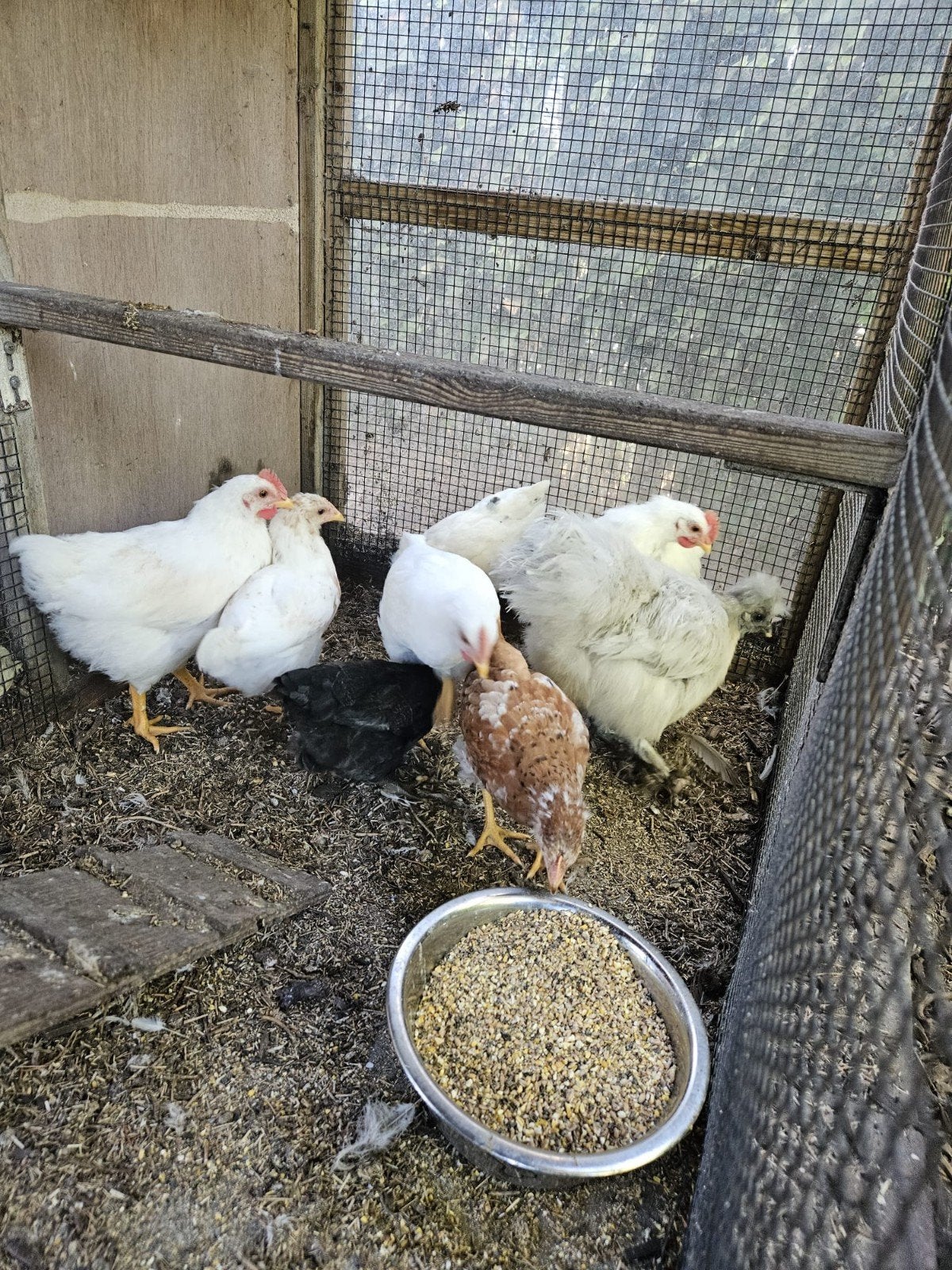3 mooie jonge hanen te koop, Mannelijk, Kip