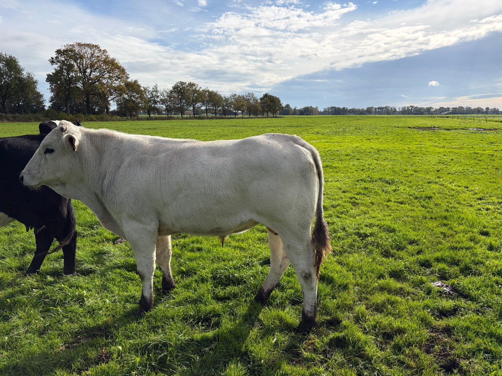 Marchigiana dekstier, Dieren en Toebehoren, Mannelijk