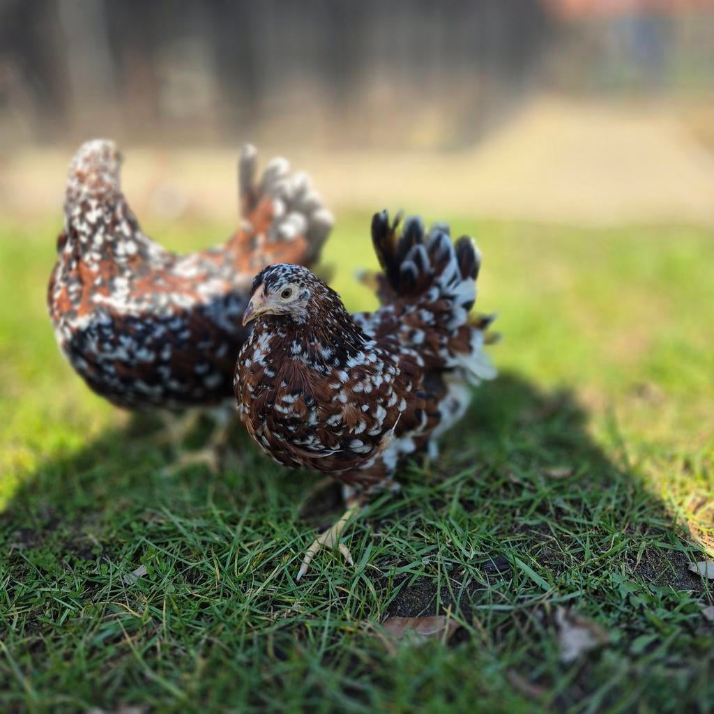 Wyandotte kriel kuikens 12 weken porselein, Dieren en Toebehoren, Pluimvee, Vrouwelijk, Kip