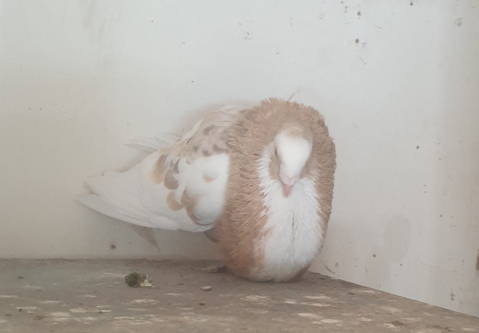 Kroppers, Dieren en Toebehoren, Vogels | Duiven, Mannelijk, Kropper